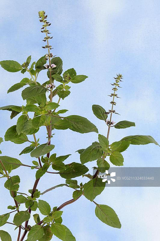 非洲蓝罗勒图片素材