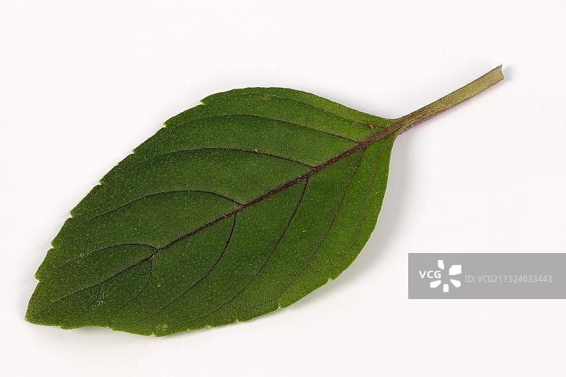 非洲蓝罗勒图片素材