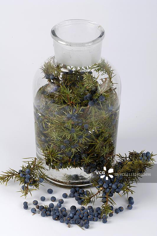 用于制作杜松子酒的杜松图片素材