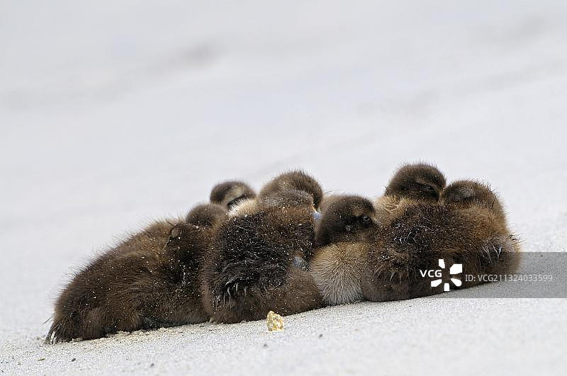 黑绒鸭、雏鸟，德国石勒苏益格-荷尔斯泰因黑尔戈兰岛沙丘，欧洲图片素材