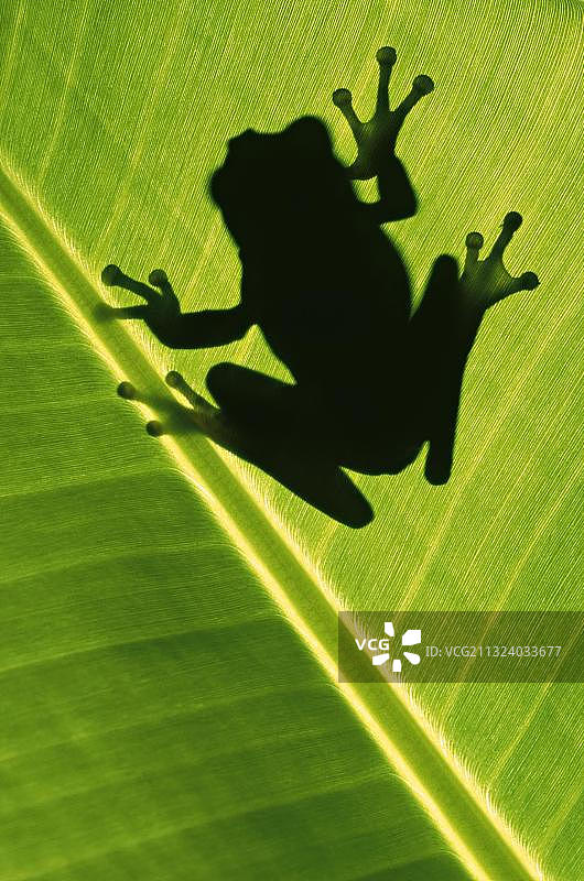 戴面具的树蛙，尼加拉瓜，中美洲图片素材