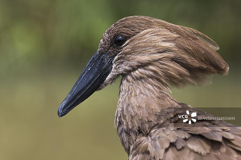 非洲南非夸祖鲁-纳塔尔省Hluhluwe-Imfolozi动物保护区鹭鸟图片素材