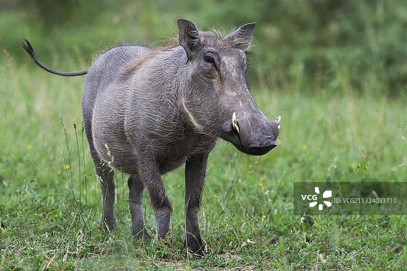 非洲南非夸祖鲁-纳塔尔省的疣猪图片素材