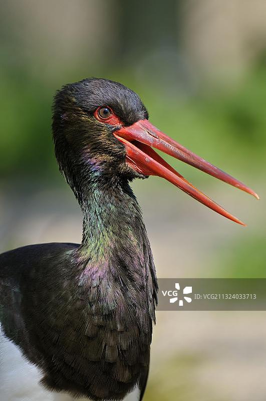 黑鹳侧视图图片素材