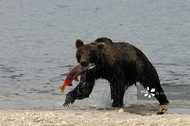 堪察加棕熊捕食鲑鱼，俄罗斯堪察加半岛库页湖图片素材