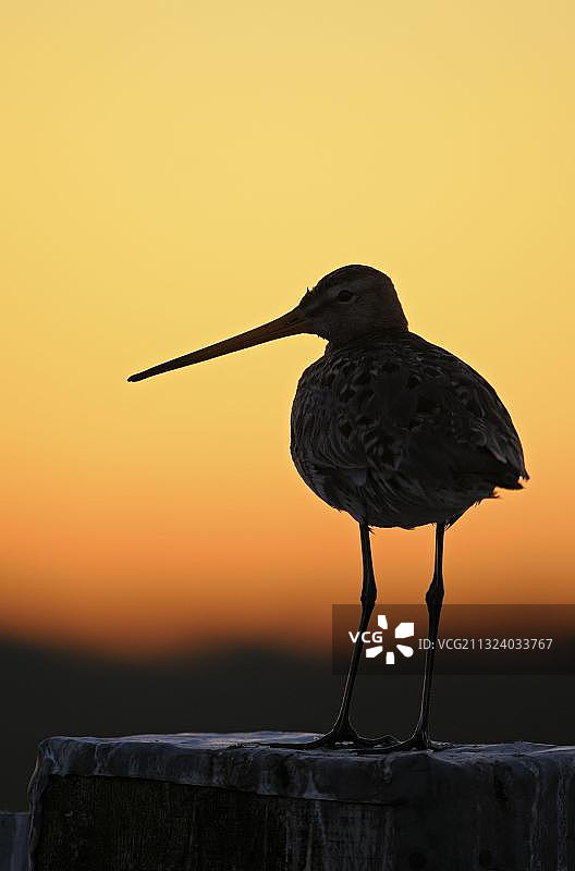 荷兰，黑尾塍鹬图片素材