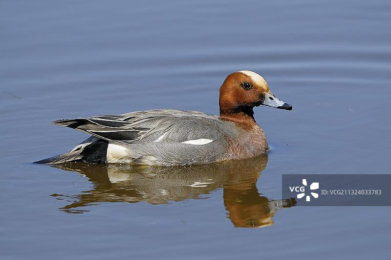 欧亚赤颈鸭：雄鸭处于交配期，侧视图，荷兰图片素材