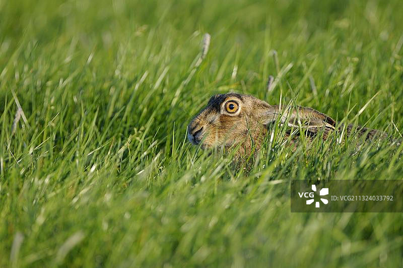 欧洲野兔藏身草丛，荷兰图片素材
