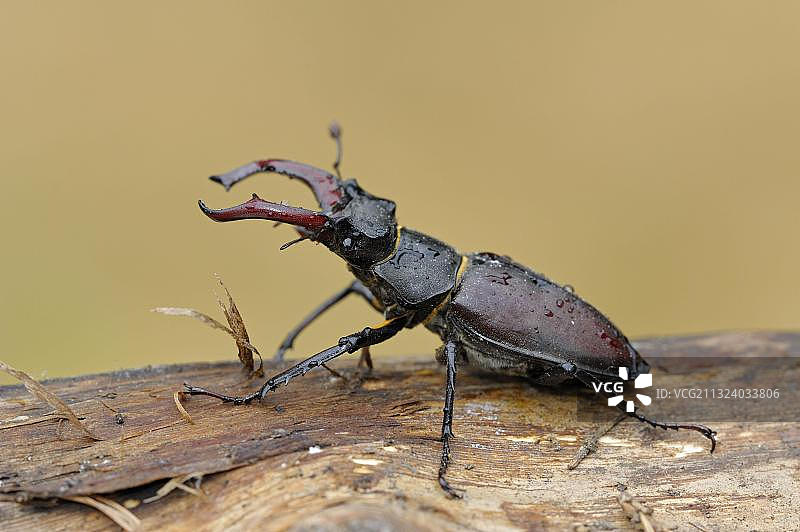雄性锹甲，德国图片素材