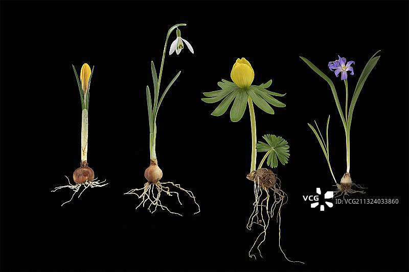 早春开花植物：番红花、雪花莲、冬季乌头、喜鹊蓝，德国，欧洲图片素材
