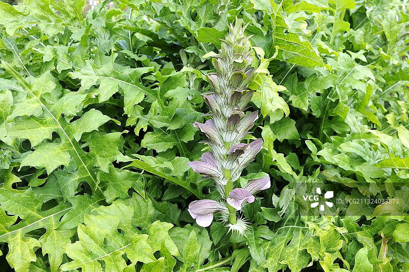多刺的猪草（Acanthus spinosus）图片素材