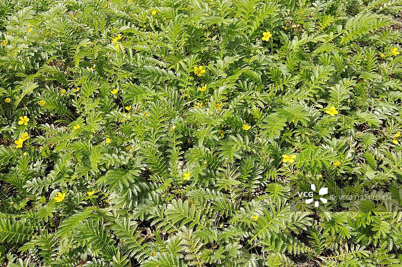 委陵菜图片素材