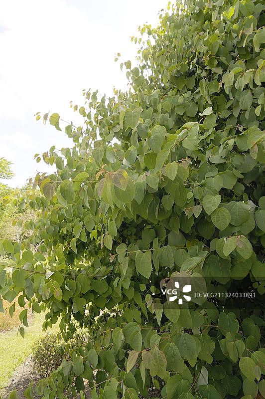 日本桂树图片素材