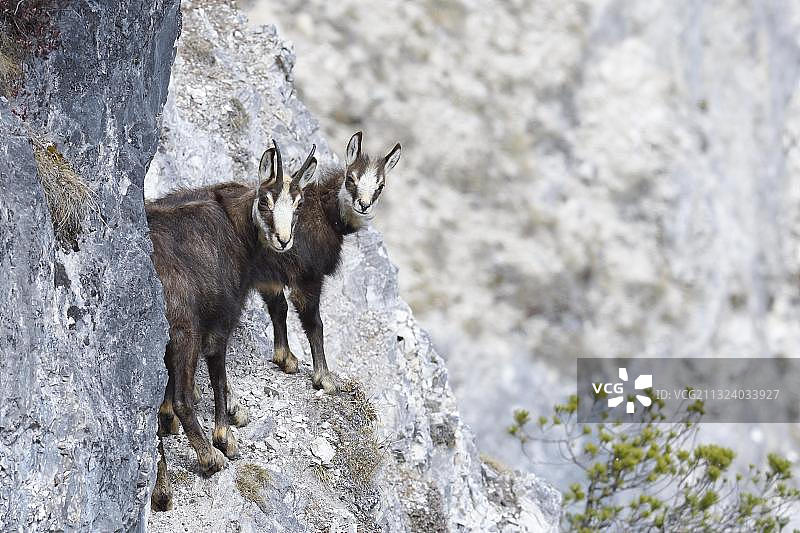 在奥地利蒂罗尔岩石地形中站立的羚羊和幼羚羊图片素材