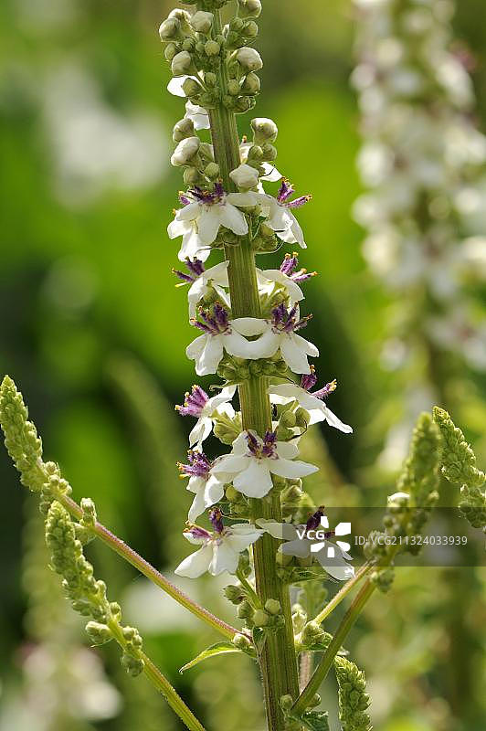 毛蕊花图片素材