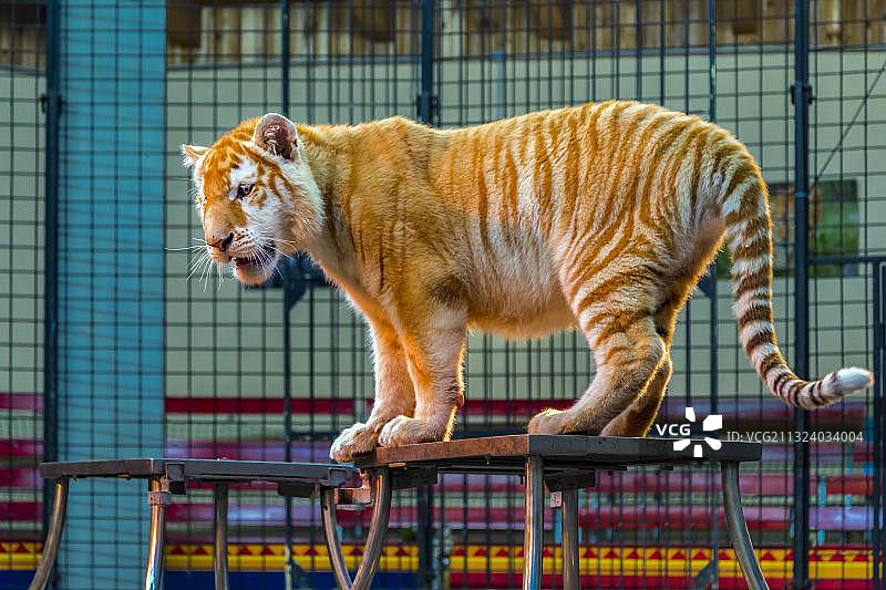 金色虎斑孟加拉虎，圈养于德国虎园图片素材