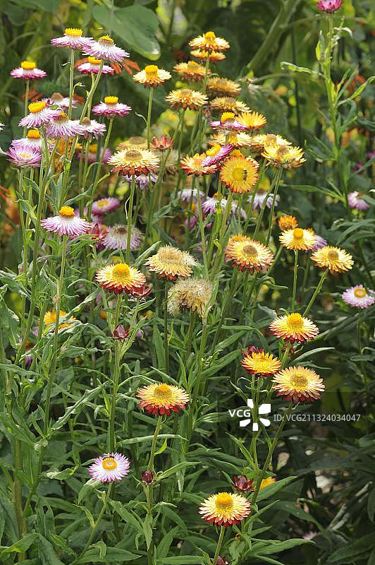 金色蜡菊图片素材