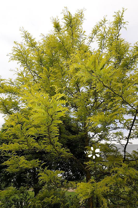 皂荚树图片素材