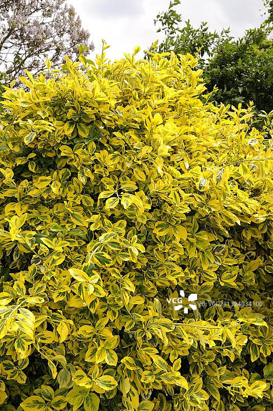 卫矛科植物图片素材