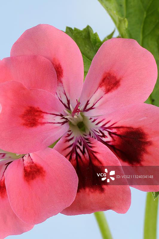 天竺葵图片素材