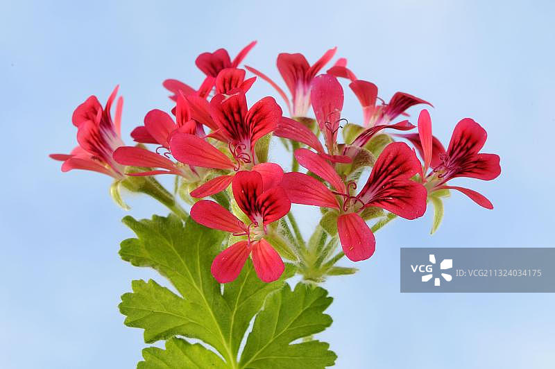 五彩天竺葵图片素材