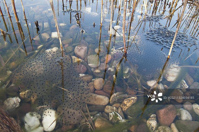 普通青蛙蛙卵，德国莱茵兰-普法尔茨图片素材