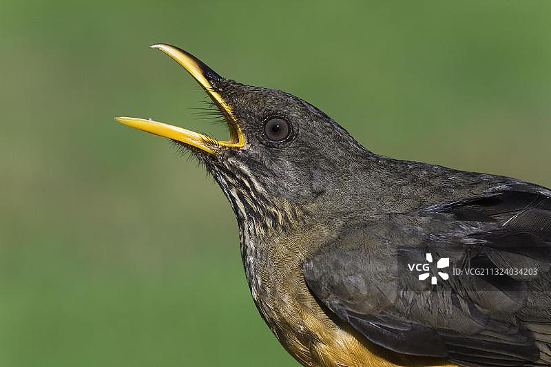 非洲南非夸祖鲁-纳塔尔省奥里比峡谷自然保护区的橄榄鸫图片素材