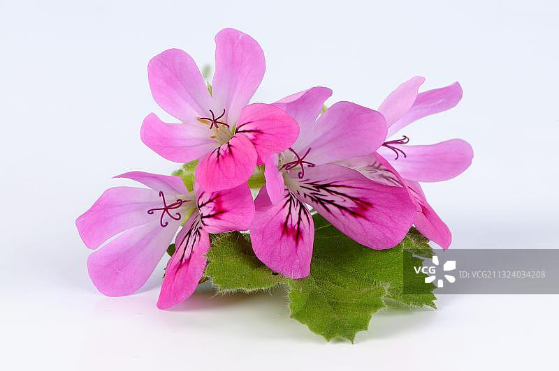 粉色香叶天竺葵（Pelargonium capitatum），酸橙天竺葵图片素材
