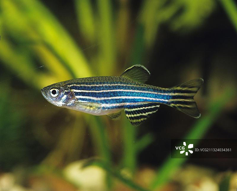 侧面观赏的斑马鱼图片素材