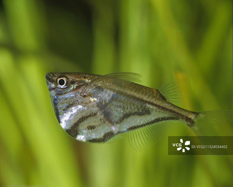 大理石斧头鱼侧视图图片素材