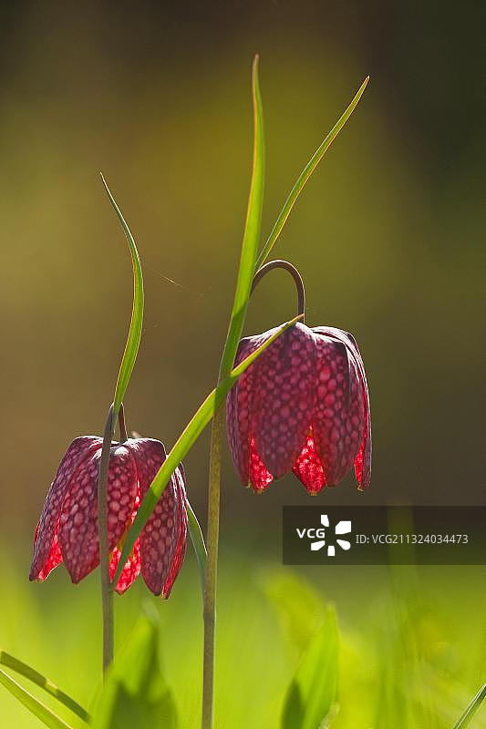 花格贝母，莱茵兰-普法尔茨，德国，欧洲图片素材