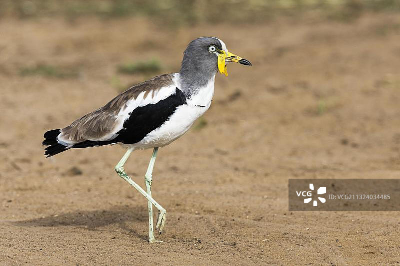 长距麦鸡，白头麦鸡，克鲁格国家公园，南非图片素材