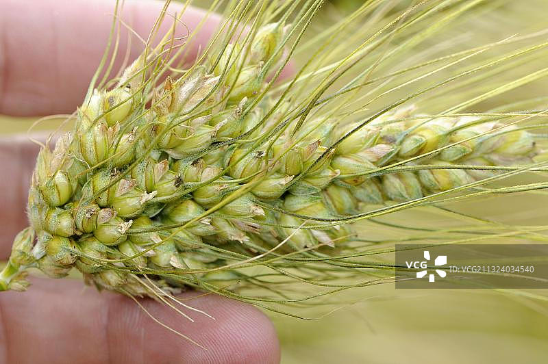 英国小麦“米拉贝勒”图片素材