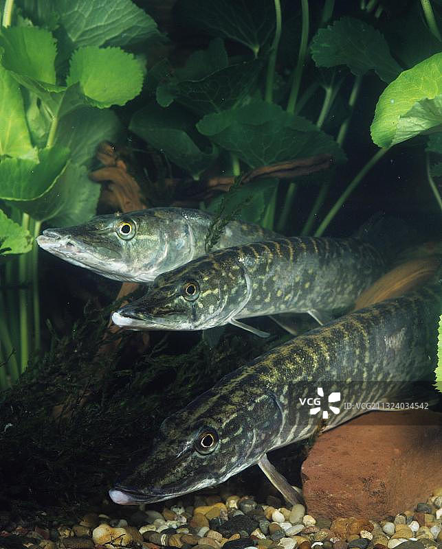 梭鱼（Esox lucius）图片素材