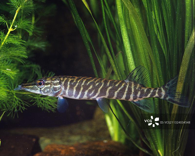 河鲈（梭鲈），侧面图片素材