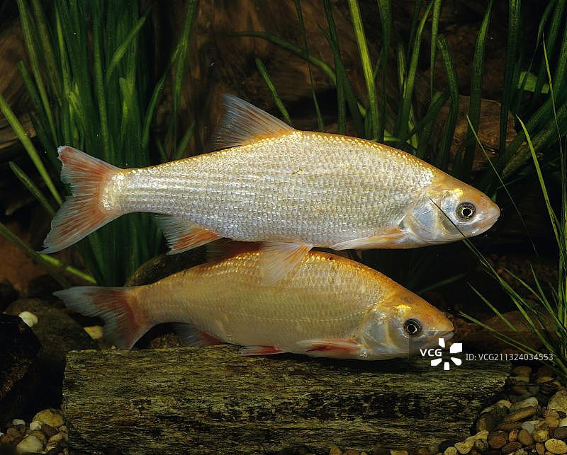 欧洲鲴，金红鲴，侧面图片素材