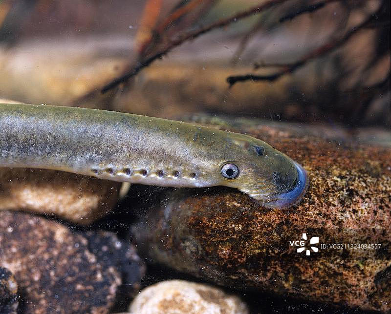 欧洲小溪七鳃鳗图片素材