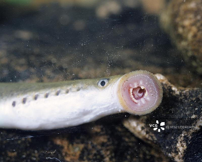 欧洲小溪七鳃鳗图片素材
