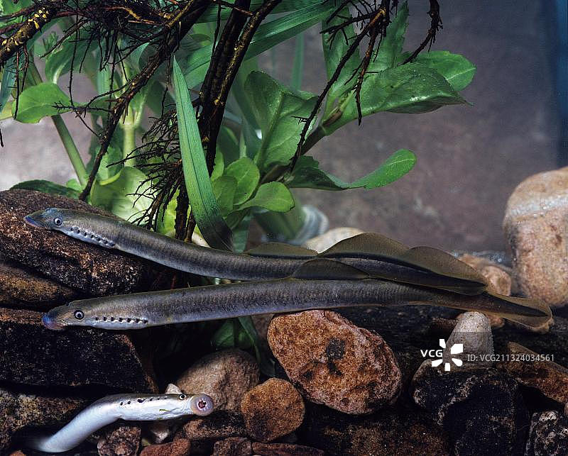 欧洲小溪 Lampetra planeri图片素材