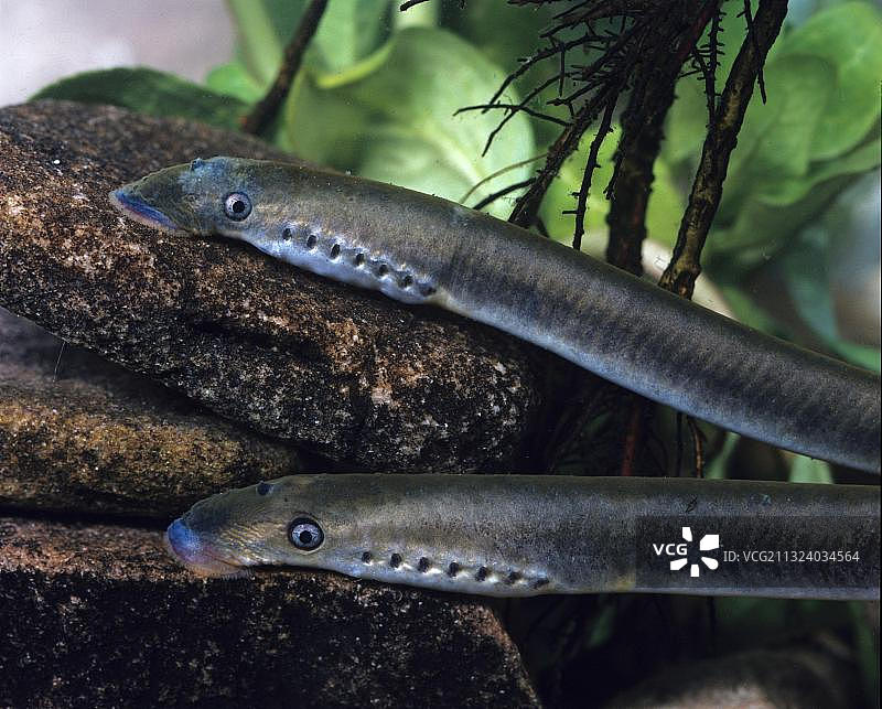 欧洲小溪 Lampetra planeri图片素材