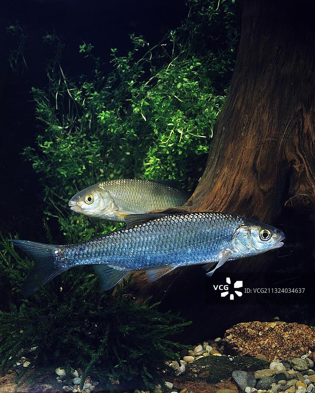 雅罗鱼图片素材