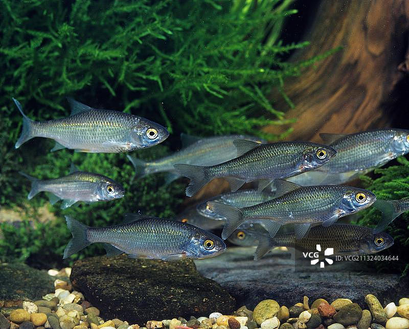 欧鳊，燕子，蟑螂图片素材