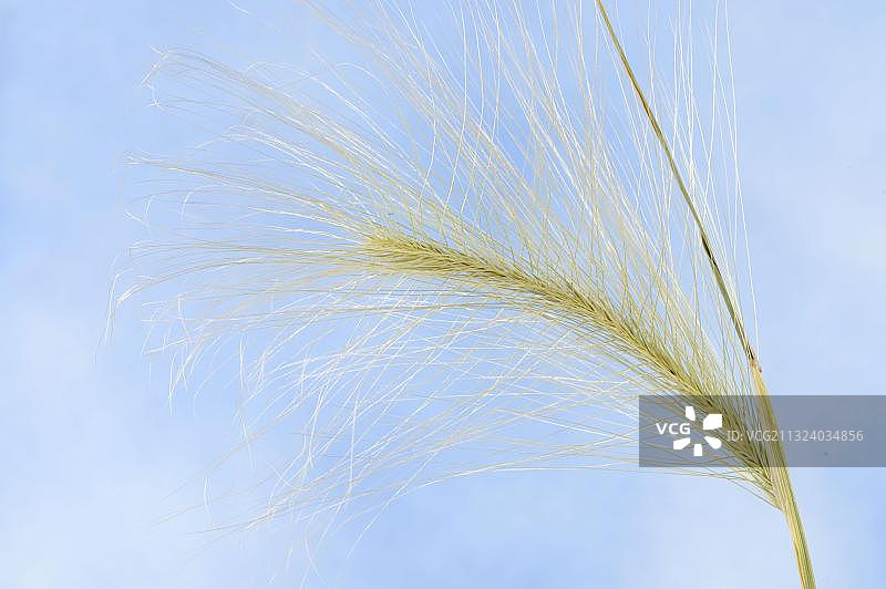 （Hordeum jubatum）多芒大麦图片素材