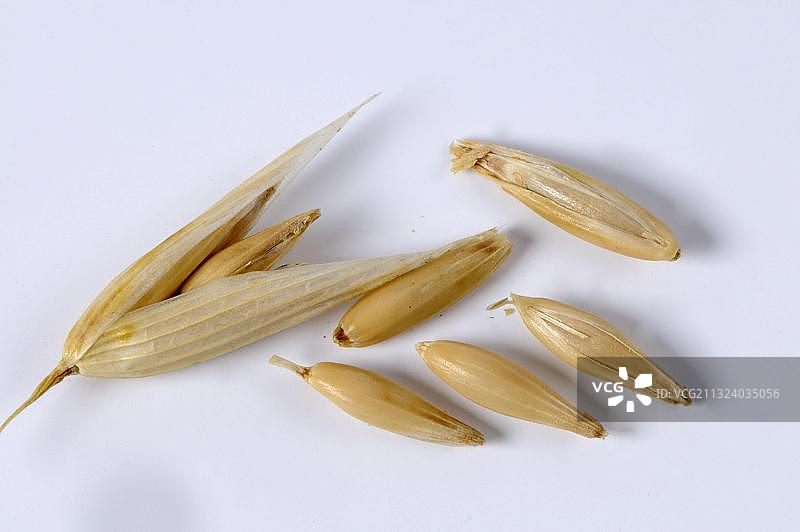 燕麦种子图片素材