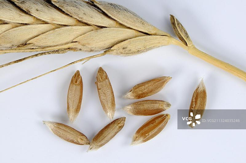 野生二粒小麦（Triticum dicoccoides dicoccoides），二粒小麦籽粒，谷物图片素材