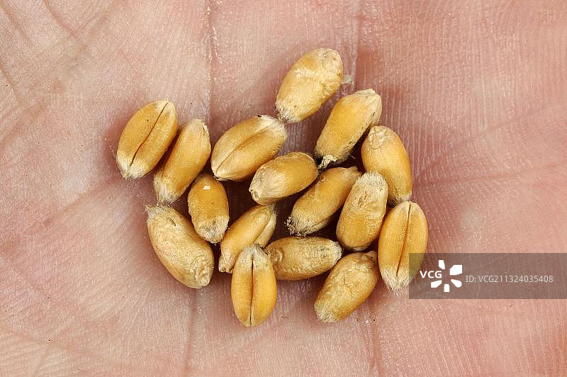 冬小麦“卡斯帕”，小麦和麦粒图片素材