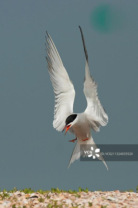 普通燕鸥，荷兰特塞尔图片素材