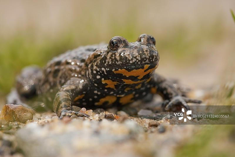 德国欧洲火腹铃蟾图片素材