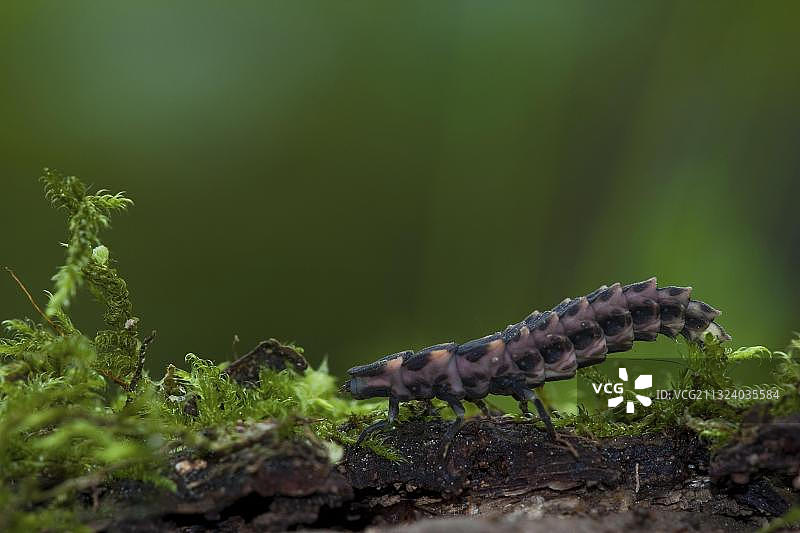 德国莱茵兰-普法尔茨的萤火虫图片素材