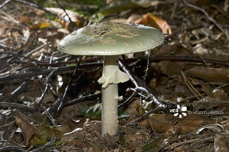假死亡帽菌（Amanita citrina），德国石勒苏益格-荷尔斯泰因图片素材
